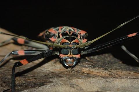 Acrocinus longimanus