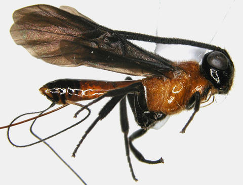 Capitonius sp.02