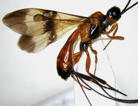 Capitonius sp.07