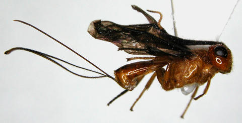 Capitonius sp.11