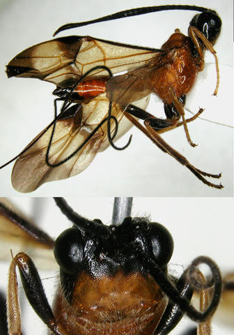 Capitonius bifasciatus