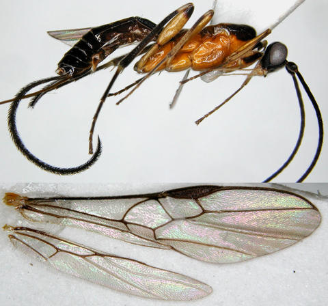 Doryctorgilus morvanae