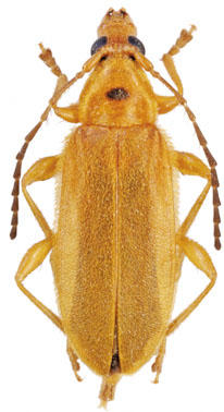 Fortuneleptura romei
