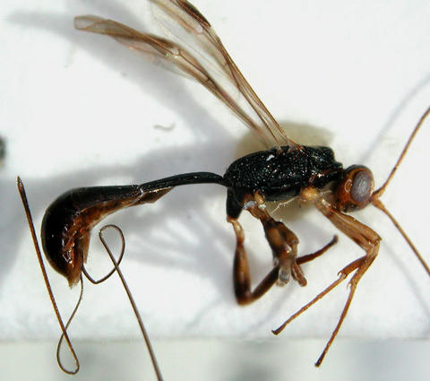 Hansonorum pauli (vue latérale)