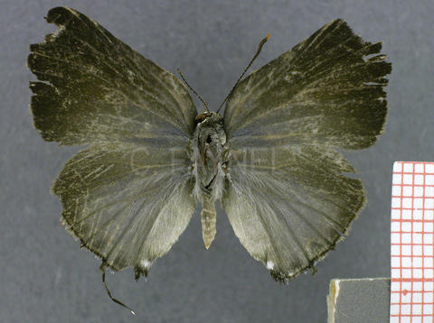 Allosmaitia strophius (femelle, recto)