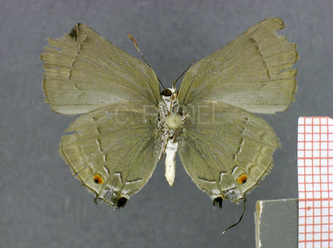 Allosmaitia strophius (femelle, verso)