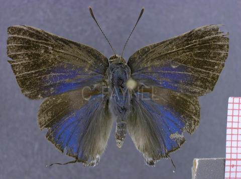 Allosmaitia strophius (mâle, recto)