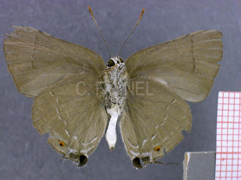 Allosmaitia strophius (mâle, verso)