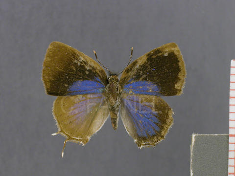 Apuecla picus (mâle, recto)