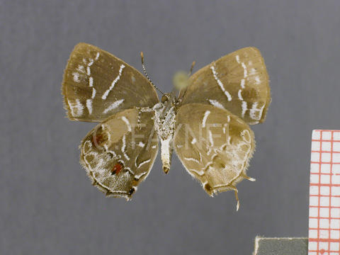 Apuecla picus (mâle, verso)