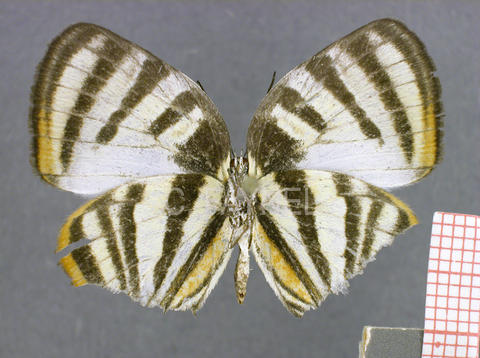 Arawacus aetolus (femelle, recto)