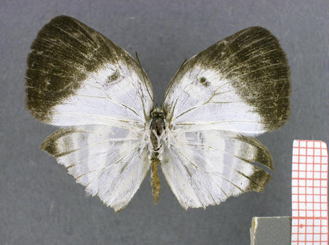 Arawacus aetolus (femelle, verso)