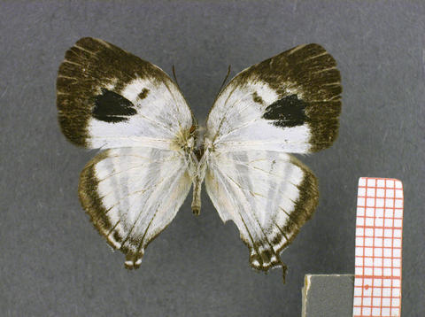 Arawacus aetolus (mâle, recto)