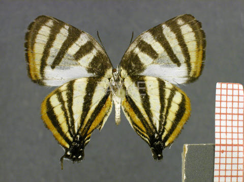 Arawacus aetolus (mâle, verso)