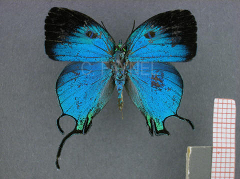 Arcas imperialis (mâle, recto)