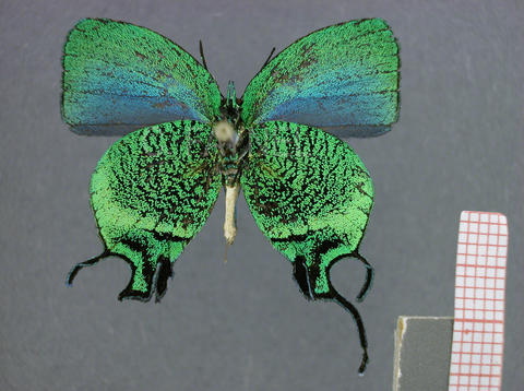 Arcas imperialis (mâle, verso)