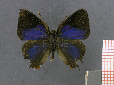 Arumecla aruma (mâle, recto)