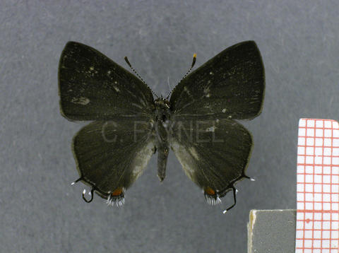 Arumecla netesca (femelle, recto)