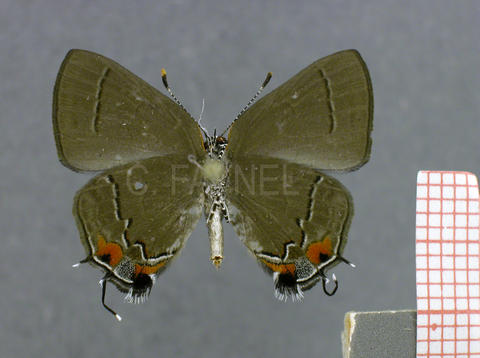 Arumecla netesca (femelle, verso)