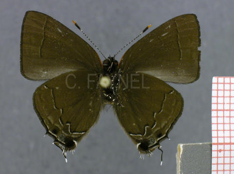 Arumecla netesca (mâle, verso)