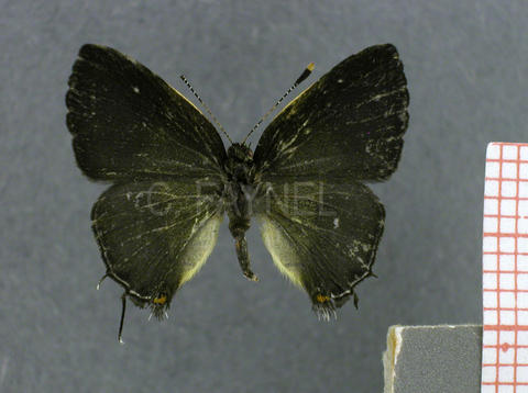 Arzecla taminella (femelle, recto)