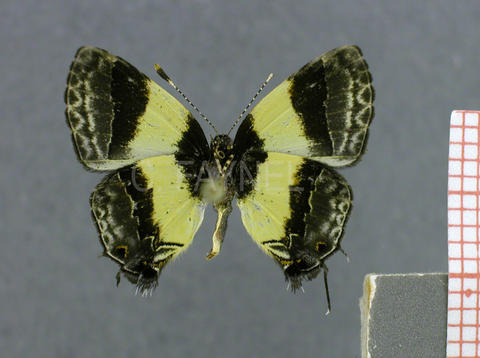 Arzecla taminella (femelle, verso)