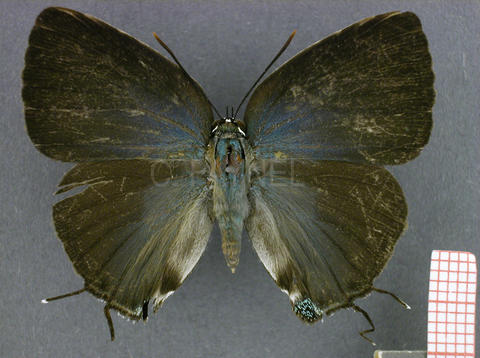 Atlides inachus (femelle, recto)