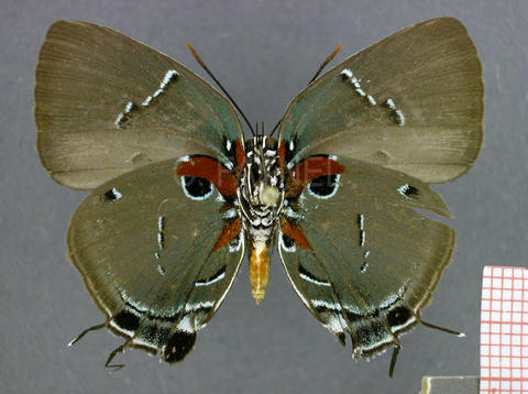 Atlides inachus (femelle, verso)