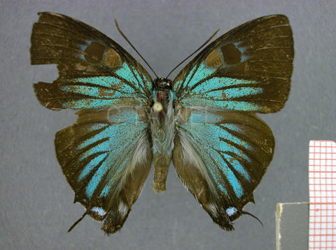Atlides polybe (mâle, recto)