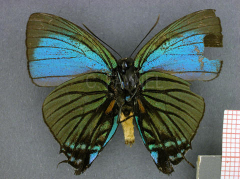 Atlides polybe (mâle, verso)
