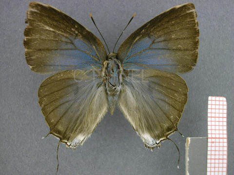 Atlides rustan (femelle, recto)