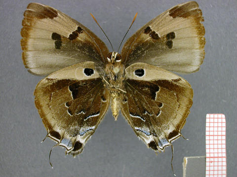 Atlides rustan (femelle, verso)