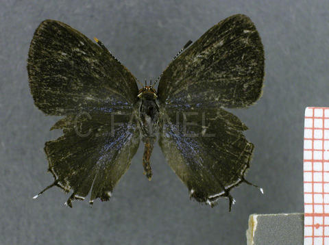 Badecla picentia (femelle, recto)