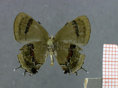 Badecla picentia (femelle, verso)