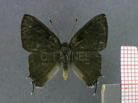 Badecla picentia (mâle, recto)