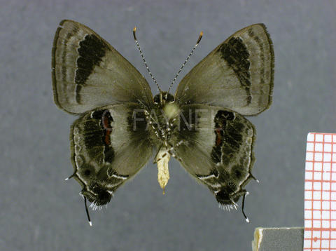 Badecla picentia (mâle, verso)