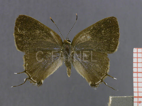Badecla quadramacula (femelle, verso)