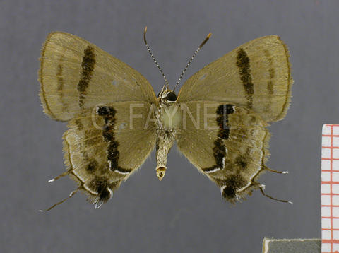 Badecla quadramacula (femelle, verso)