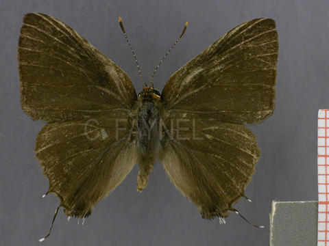 Badecla quadramacula (mâle, recto)