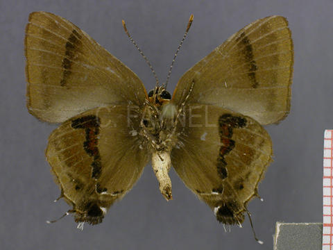Badecla quadramacula (mâle, verso)