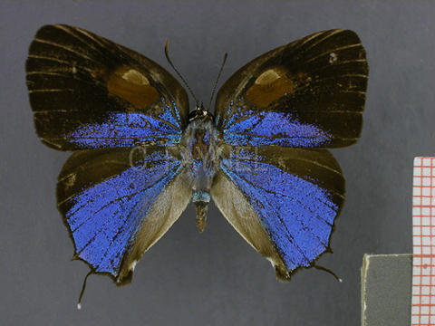 Bistonina bactriana (mâle, recto)