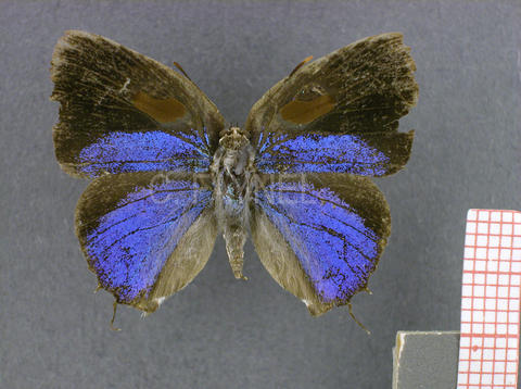 Bistonina biston (mâle, recto)