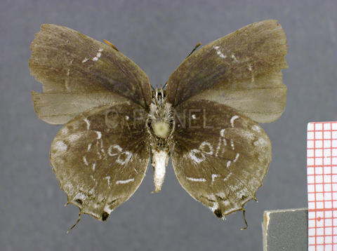Bistonina biston (mâle, verso)