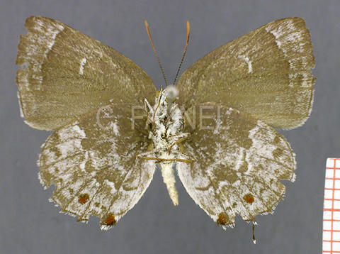Bistonina olbia (mâle, verso)