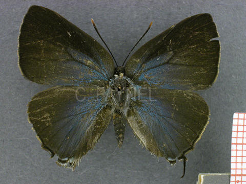 Brangas caranus (femelle, recto)