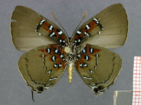 Brangas caranus (femelle, verso)