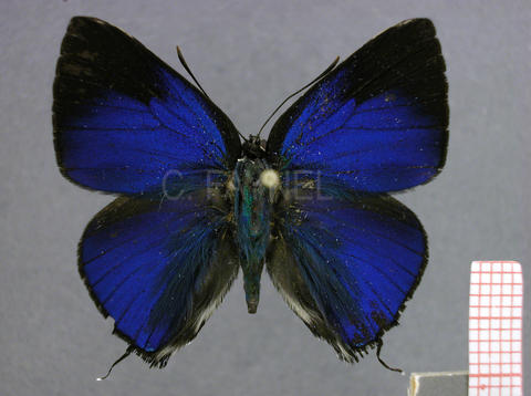 Brangas caranus (mâle, recto)