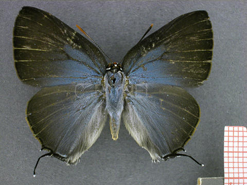 Brangas getus (femelle, recto)
