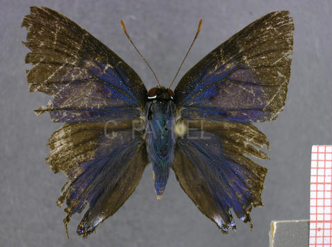 Brangas torfrida (mâle, recto)