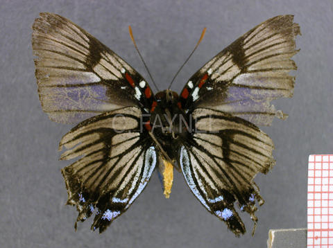 Brangas torfrida (mâle, verso)
